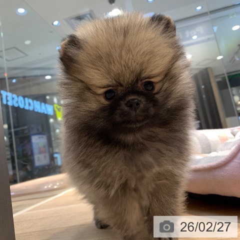 東京都のポメラニアン (ペットプラス アクアシティお台場店/2025年12月26日生まれ/女の子/オレンジセーブル)の子犬の4枚目の画像