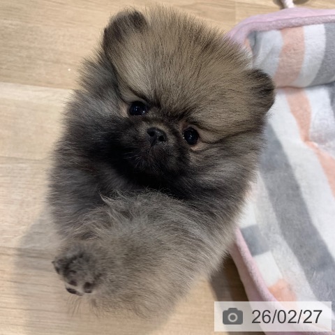 東京都のポメラニアン (ペットプラス アクアシティお台場店/2025年12月26日生まれ/女の子/オレンジセーブル)の子犬の3枚目の画像