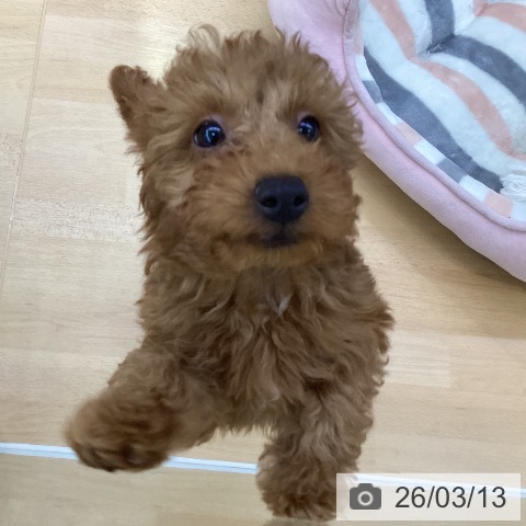 愛知県のトイプードル(トイ) (ペットプラス 三好店/2025年12月20日生まれ/男の子/レッド)の子犬の3枚目の画像