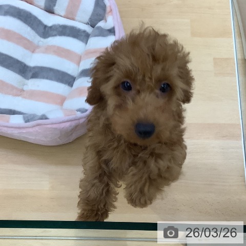 愛知県のトイプードル(トイ) (ペットプラス 三好店/2025年12月20日生まれ/男の子/レッド)の子犬の3枚目の画像