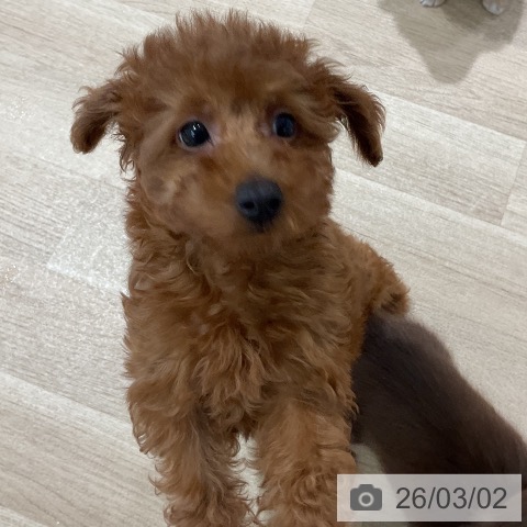 トイ・プードルの写真