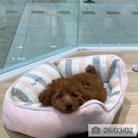 トイ・プードルの写真