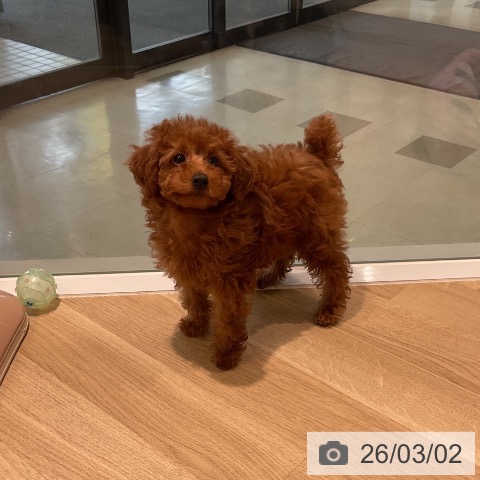 トイ・プードルの写真