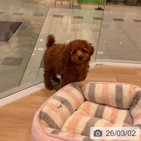 トイ・プードルの写真