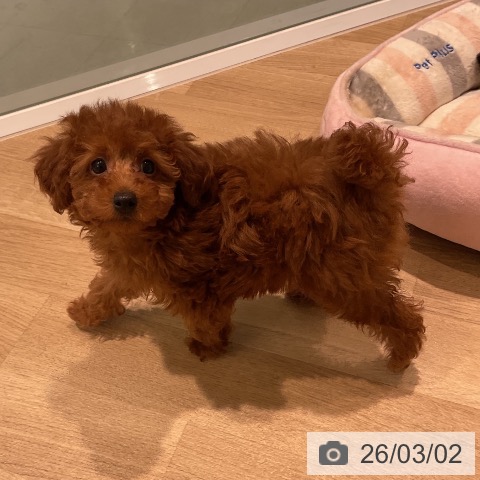 トイ・プードルの写真