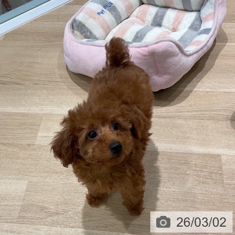 トイ・プードルの写真