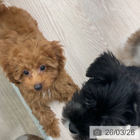 トイ・プードルの写真