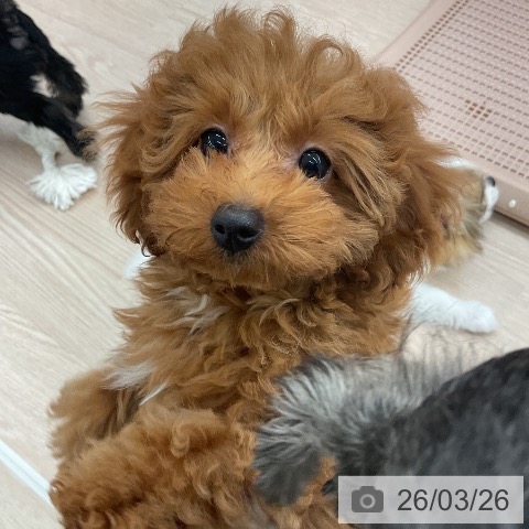 トイ・プードルの写真