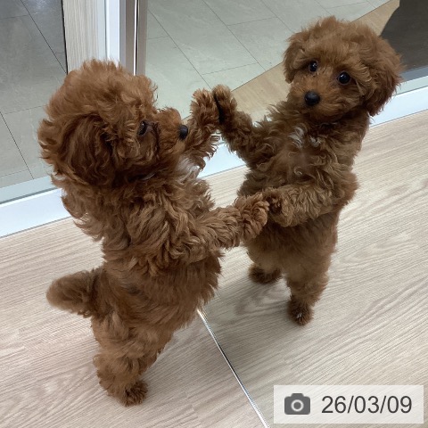 石川県のトイプードル(トイ) (ペットプラス 白山店/2025年12月20日生まれ/女の子/レッド)の子犬の3枚目の画像