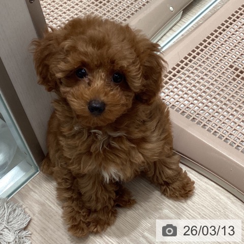 福井県のトイプードル(トイ) (ペットプラス 福井店/2025年12月20日生まれ/女の子/レッド)の子犬の4枚目の画像