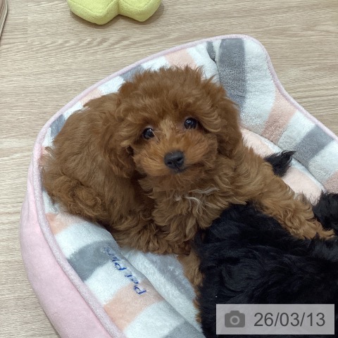 福井県のトイプードル(トイ) (ペットプラス 福井店/2025年12月20日生まれ/女の子/レッド)の子犬の3枚目の画像