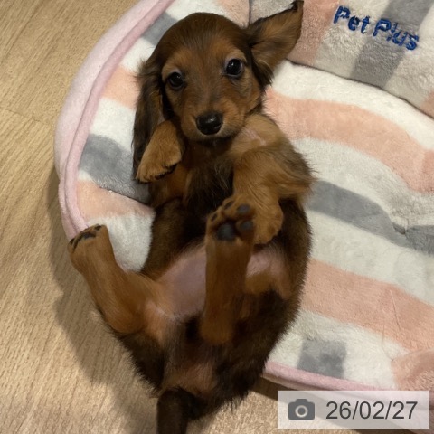 カニーンヘン・ダックスフンドの写真