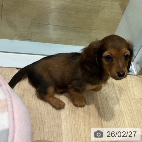 カニーンヘン・ダックスフンドの写真