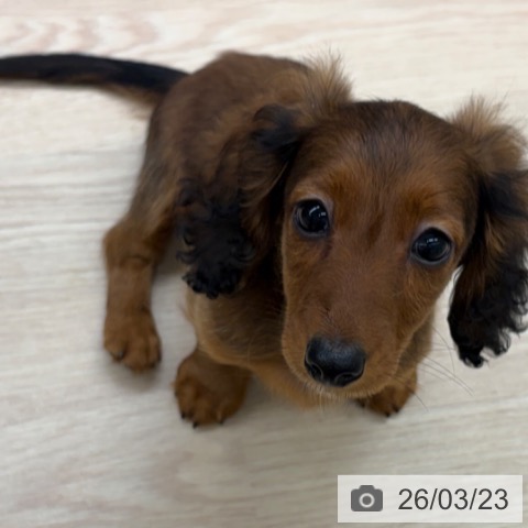 長崎県のカニンヘンダックスフンド(ロング) (ペットプラス 長崎店/2025年12月24日生まれ/男の子/レッド)の子犬の4枚目の画像