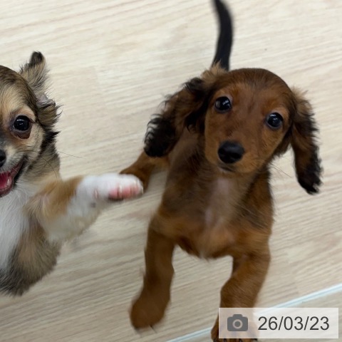 長崎県のカニンヘンダックスフンド(ロング) (ペットプラス 長崎店/2025年12月24日生まれ/男の子/レッド)の子犬の3枚目の画像