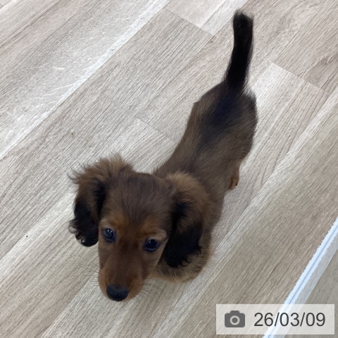 愛知県のカニンヘンダックスフンド(ロング) (ペットプラス 千音寺店/2025年12月24日生まれ/男の子/レッド)の子犬の4枚目の画像