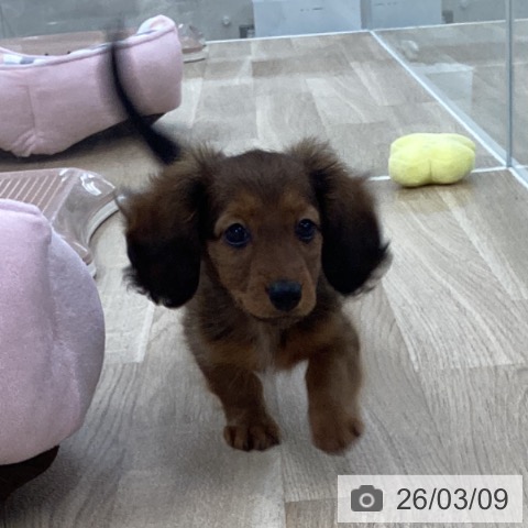 愛知県のカニンヘンダックスフンド(ロング) (ペットプラス 千音寺店/2025年12月24日生まれ/男の子/レッド)の子犬の3枚目の画像