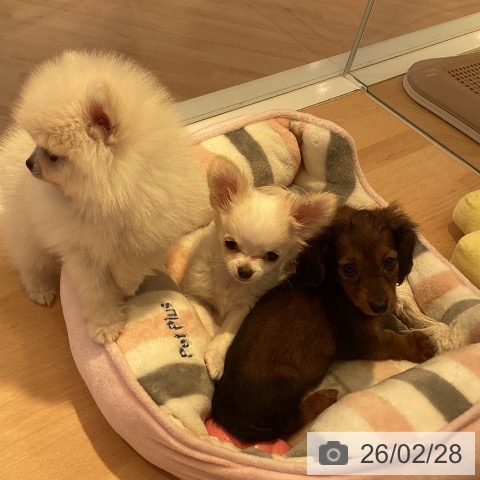 カニーンヘン・ダックスフンドの写真