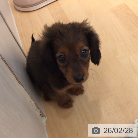 カニーンヘン・ダックスフンドの写真