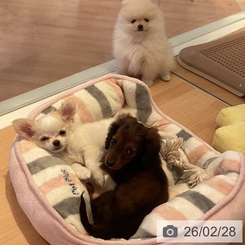 カニーンヘン・ダックスフンドの写真