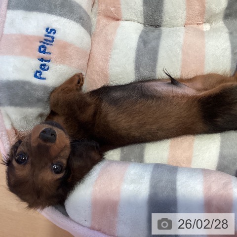 カニーンヘン・ダックスフンドの写真