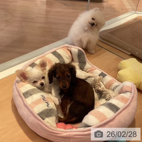 カニーンヘン・ダックスフンドの写真