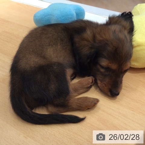 カニーンヘン・ダックスフンドの写真