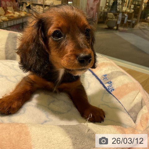 愛知県のカニンヘンダックスフンド(ロング) (ペットプラス 岡崎店/2025年12月24日生まれ/男の子/レッド)の子犬の4枚目の画像