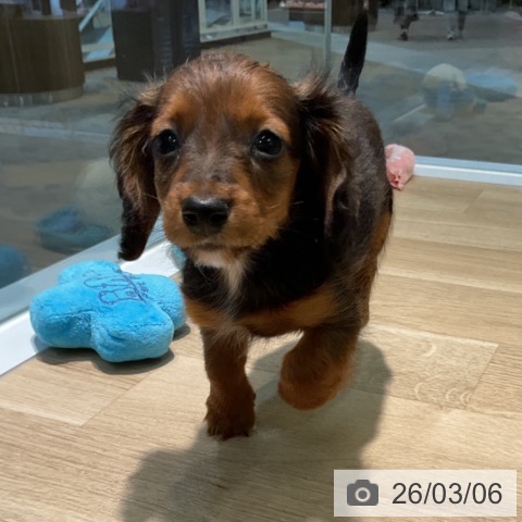 愛知県のカニンヘンダックスフンド(ロング) (ペットプラス 岡崎店/2025年12月24日生まれ/男の子/レッド)の子犬の3枚目の画像