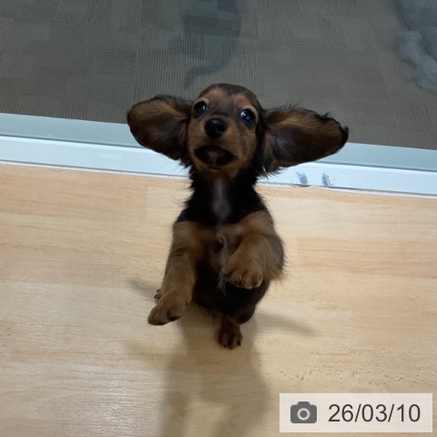 石川県のカニンヘンダックスフンド(ロング) (ペットプラス 新小松店/2025年12月24日生まれ/女の子/レッド)の子犬の4枚目の画像