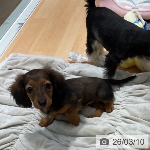 石川県のカニンヘンダックスフンド(ロング) (ペットプラス 新小松店/2025年12月24日生まれ/女の子/レッド)の子犬の3枚目の画像