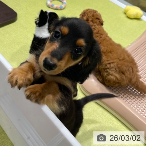 ミニチュア・ダックスフンドの写真