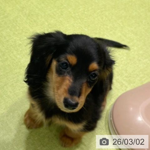 ミニチュア・ダックスフンドの写真