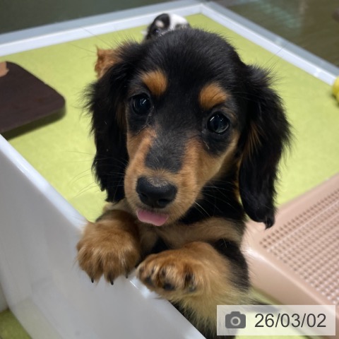 ミニチュア・ダックスフンドの写真