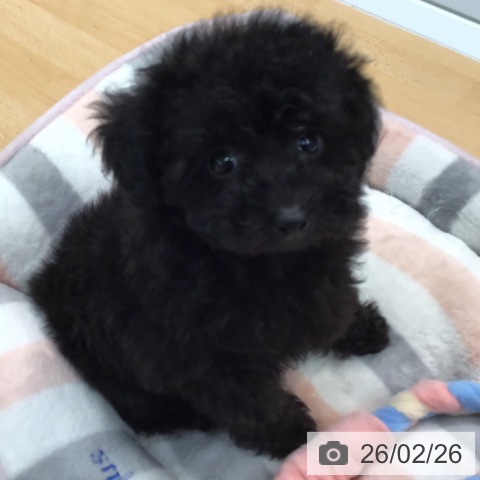 トイ・プードルの写真