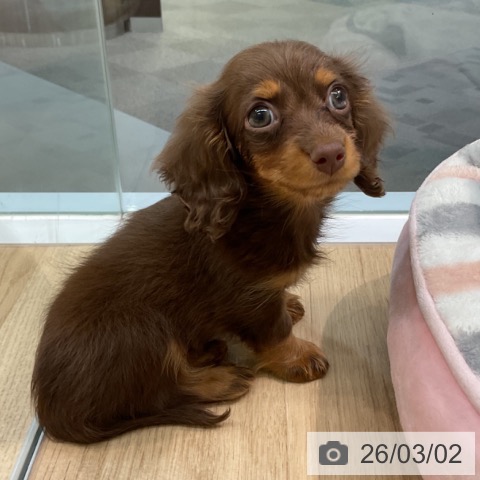 愛知県のカニンヘンダックスフンド(ロング) (ペットプラス 岡崎店/2025年12月26日生まれ/男の子/チョコレートタン)の子犬の4枚目の画像