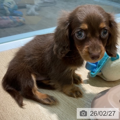 カニーンヘン・ダックスフンドの写真