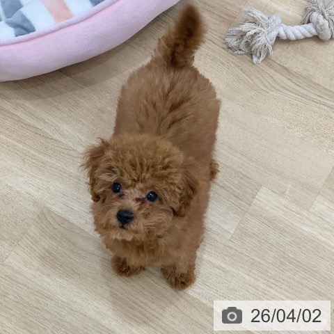 トイ・プードルの写真