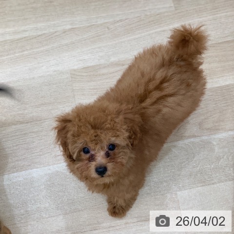 トイ・プードルの写真