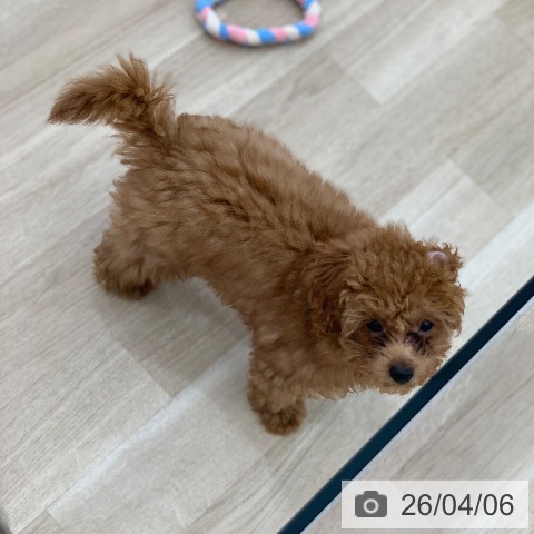 トイ・プードルの写真