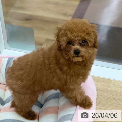 トイ・プードルの写真