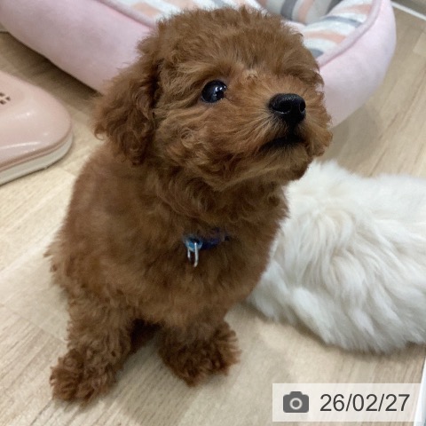 トイ・プードルの写真