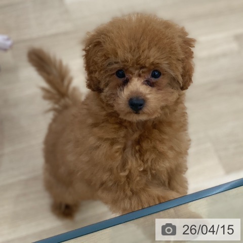 トイ・プードルの写真