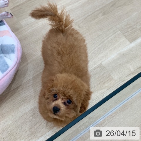 トイ・プードルの写真