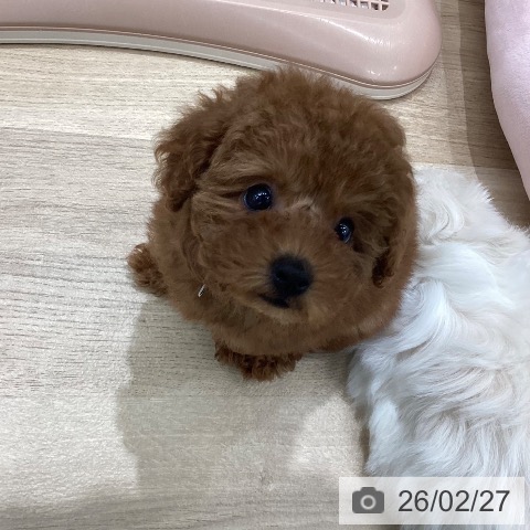 トイ・プードルの写真