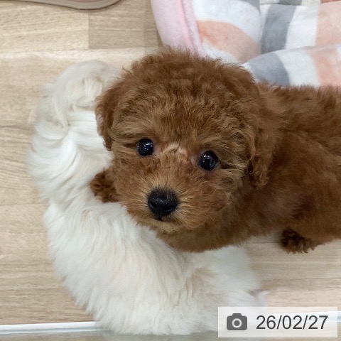 トイ・プードルの写真