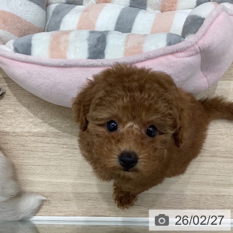 トイ・プードルの写真