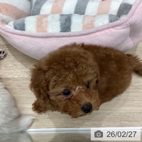 トイ・プードルの写真