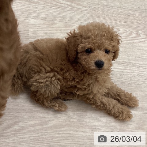 石川県のトイプードル(トイ) (ペットプラス 白山店/2025年12月24日生まれ/男の子/アプリコット)の子犬の4枚目の画像