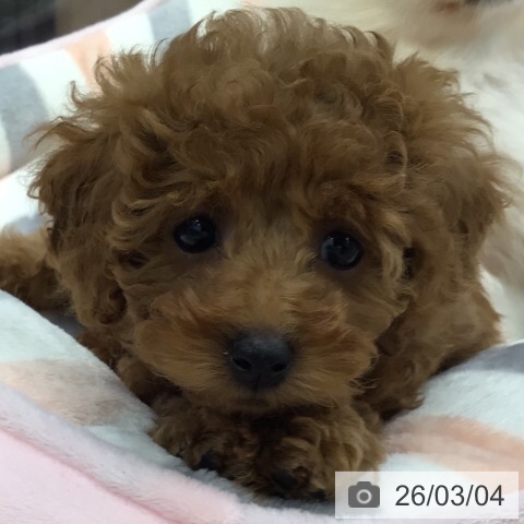 トイ・プードルの写真